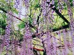 -嘉定紫藤园