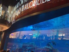 -迪拜水族馆及水下动物园