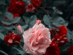 -四川北路(地铁站)