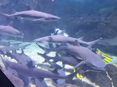 -烟台海昌鲸鲨海洋公园