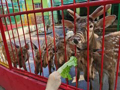 -荆州中山公园动物园