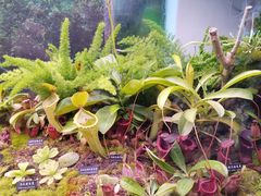 -中国科学院西双版纳热带植物园