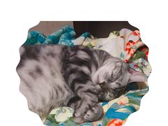 -爱宠屋pet shop·宠物洗澡·宠物美容
