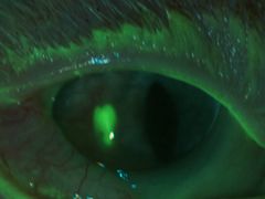 -爱侣宠医·鹦鹉专科·小型哺乳类·异宠专科(灵石路店)