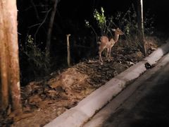 -清迈夜间动物园