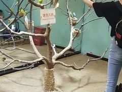 -上海大自然野生昆虫馆(东方明珠·爬宠昆虫探索中心)