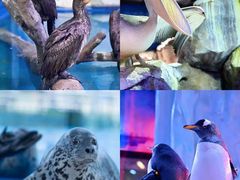 -芜湖新华联大白鲸海洋公园