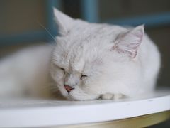 -喵屿·大理花园猫咖