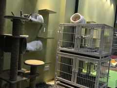 -东方名猫馆·英短金渐层布偶猫舍(环线广场1号楼店)