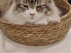 -安格丽娜·狗咖·猫咖羊驼咖(春熙路百盛商场店)