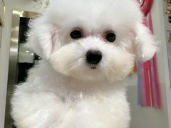 -萌宠之家·腊肠犬·马尔泰·小体犬舍
