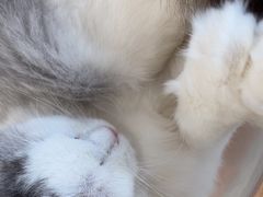 -共舞时光猫咖·狗咖(新街口店)