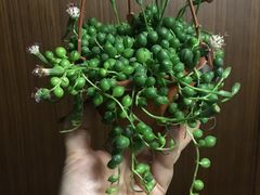 -龙大花卉苗木市场