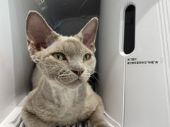 -PETKIT 小佩宠物·德文赛凯猫舍