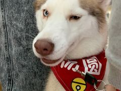-Husky Go! 哈士奇体验馆·宠物咖啡厅狗咖