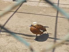 -哈尔滨北方森林动物园