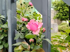 -杭州观成实验学校