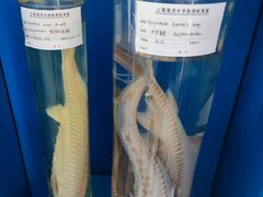 -上海海洋大学鱼文化博物馆(军工路校区)