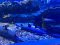 -上海海洋水族馆