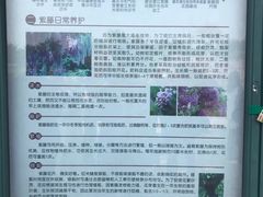 -嘉定紫藤园