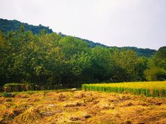 -八卦田遗址公园