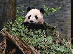 -都江堰中华大熊猫苑
