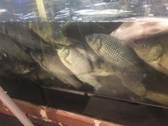 -肥鱼屯活鱼锅(惠工街店)