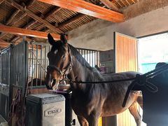 -北京群众马术培训基地