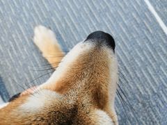 -柴源莊·柴小宠柴犬咖啡