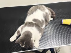 -创凡宠物医院·骨专科  猫科中心(西乡分院)