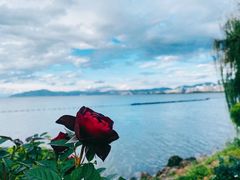 -大理洱海