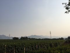 -北京张裕爱斐堡酒庄
