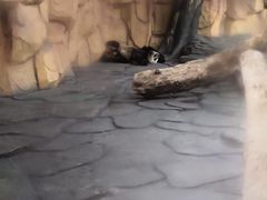 -泉州海丝野生动物世界