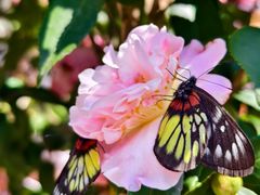 -广东罗浮山风景名胜区