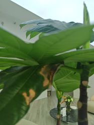 -HEYAN荷妍专业脱毛连锁机构