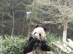 -都江堰中华大熊猫苑