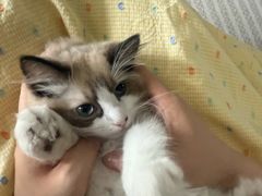 -宠颐生宠物医院·心肾内科·猫专科诊疗中心宠巢店