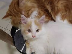 -平行世界·猫咖(首经贸店)