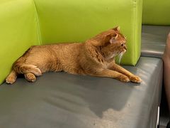 -北京观赏动物医院·24小时大型综合·猫专科·异宠专科