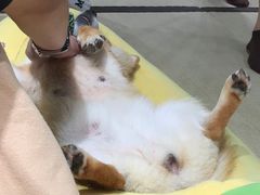 -逗柴咖啡屋·狗咖猫咖宠物桌游