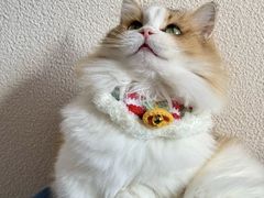 -Bastet sally猫舍购宠(静安店)