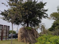 -野狸岛
