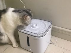 -Bastet sally猫舍购宠(静安店)