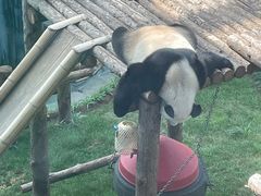 -大连森林动物园