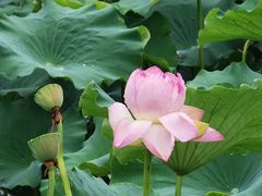-荷塘月色湿地公园·向阳花洲