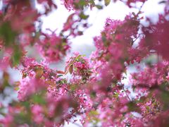 -长白岛森林公园