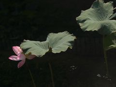 -长洲岛