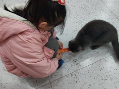 -喵园·猫主题咖啡厅·撸猫·猫咖(国贸店)