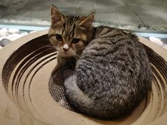 -喵屿·大理花园猫咖