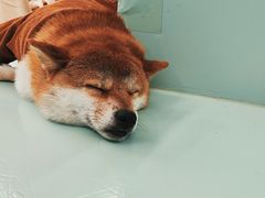 -怪兽屋·羊驼·猫咖·狗咖(俊华广场店)